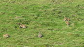 SX08802 Rabits grazing on Trevelgue Head - Porth.jpg